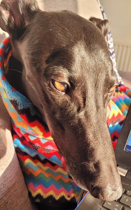 Eddiebear in the sun with his long pointy snoot in the way