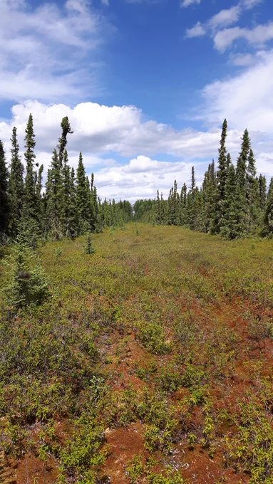 Seismic line on a boreal peatland near Peace River, Alberta. A large open corridor with scrubby, low-growing vegetation (mosses and short trees). Taller spindly spruce trees surround either side of the line. Sunny, bright conditions with fluffy white clouds in a blue sky. Photo is taken from the perspective of someone standing on the middle of the line.