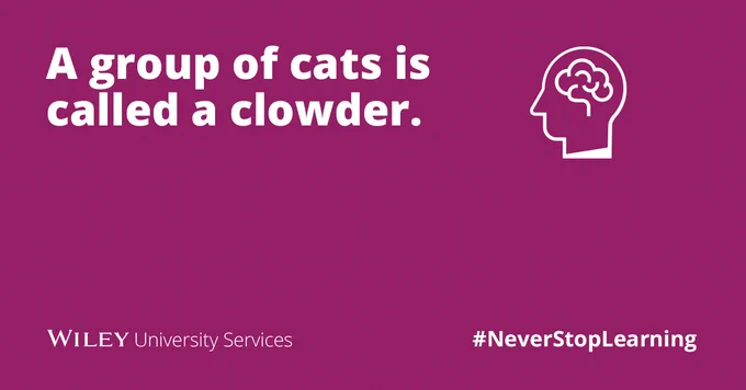 A group of cats is called a clowder. 