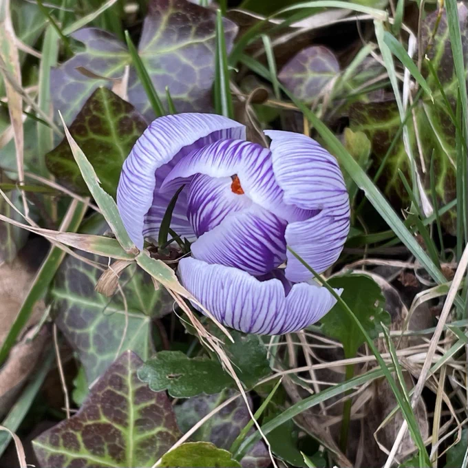 A part open purple and white striped crocus flower nestled in grass and ivy.