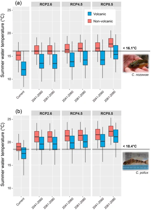 The current and future mean summer water temperature and the relation to the thermal threshold for lotic sculpins in (a) northern Japan and (b) central Japan. Predictions are shown by each period and the RCP