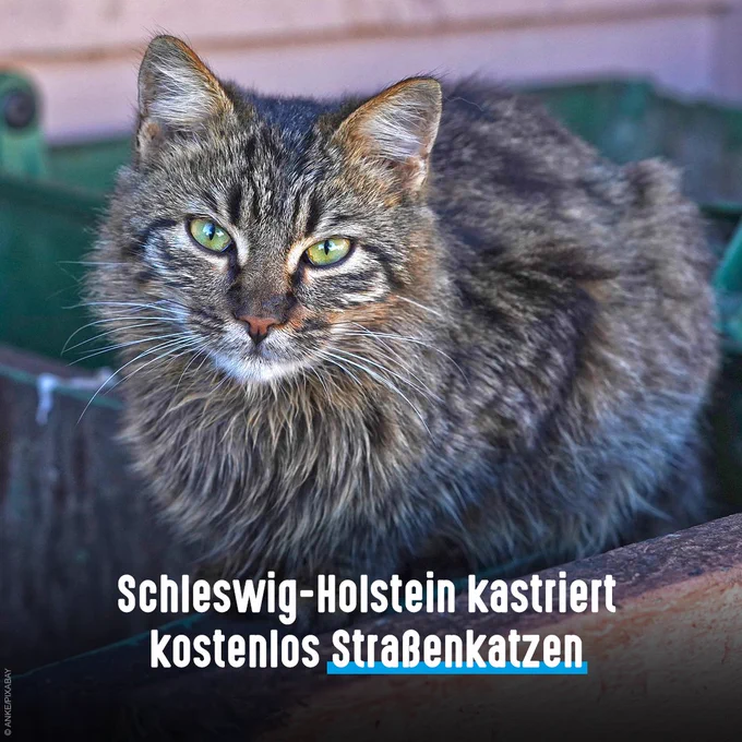 Straßenkatze. Bildtext: Schleswig-Holstein kastriert kostenlos Straßenkatzen