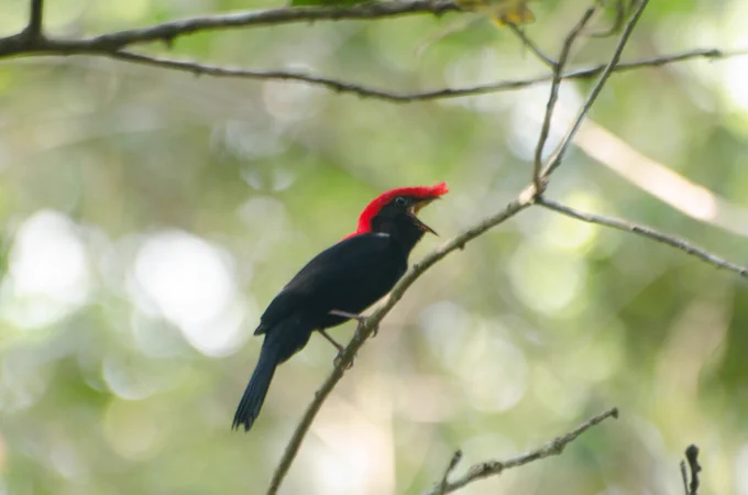 Photo of a Helmeted Manakin male singing, with the beak wide open (side view of the whole body)