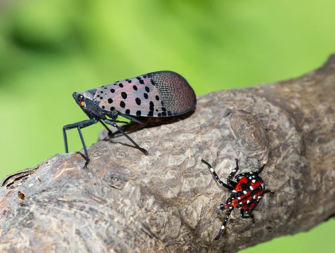 A spotted lanternfly sits on a branch next to another spotted lanternfly with white spots on its red body and black legs. Photo by USDA.
