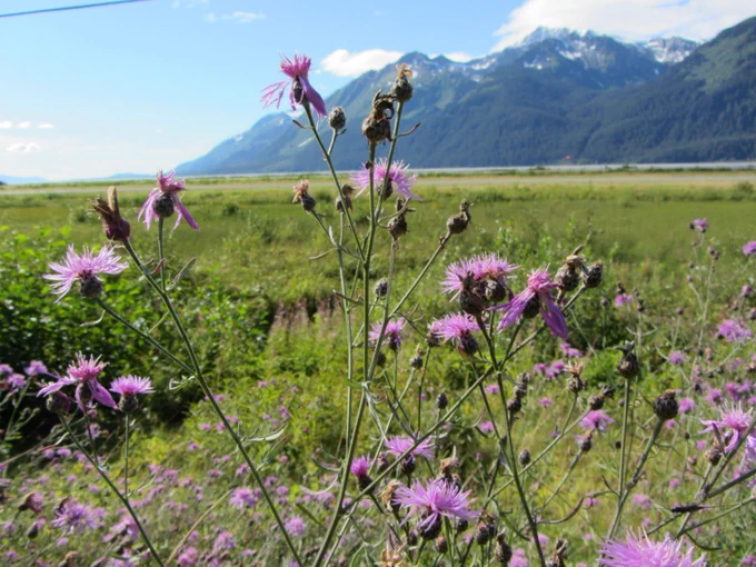 Spotted knapweed is an invasive plant that forms dense stands, decreasing native vegetation and degrading forage quality for wildlife. Efforts are underway to limit impacts and prevent the spread of knapweed and other invasive plants. Photo by Bureau of Land Management.