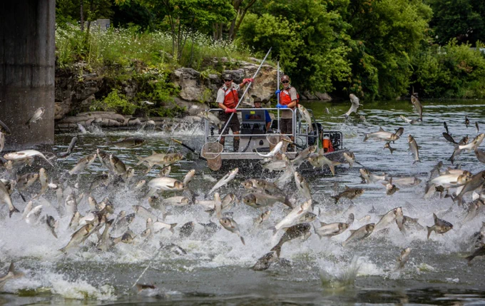 Silver carp jumping during electrofishing in the Fox River. Photo by R. Hagerty, U.S Fish and Wildlife Service.