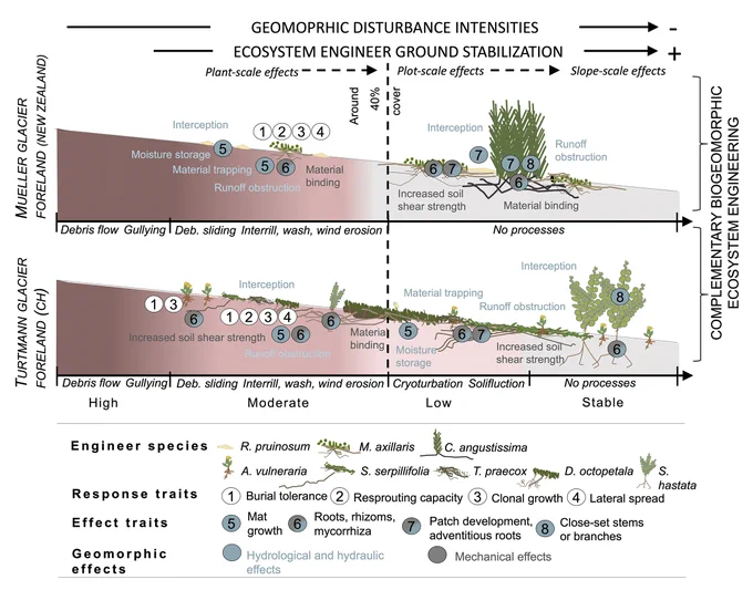 Illustration of gradual ecosystem engineer ground stabilization in Turtmann and Mueller glacier foreland. Common geomorphic disturbance–adapted response and effect traits are linked to hydrological, hydraulic, and mechanical geomorphic effects, which increase from plant scale to slope scale. Decrease in geomorphic disturbance intensities due to changing or ceasing geomorphic disturbance processes is shown
