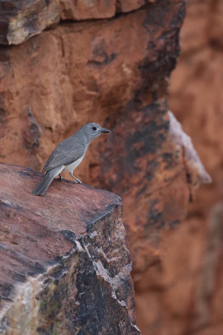 A blackbird-sized, grey and white bird sits on a ledge of red rock, in front of red cliffs 