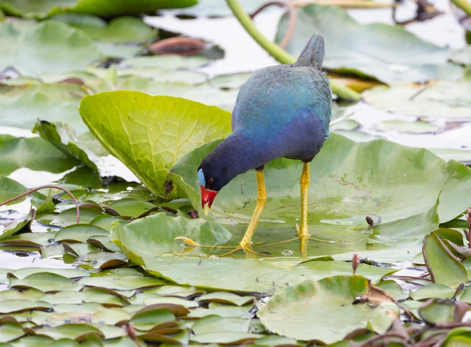 a striking blue and purple iridescent bird with large yellow feet, a red and yellow bill, and a bright blue cap walks on a lily pad
