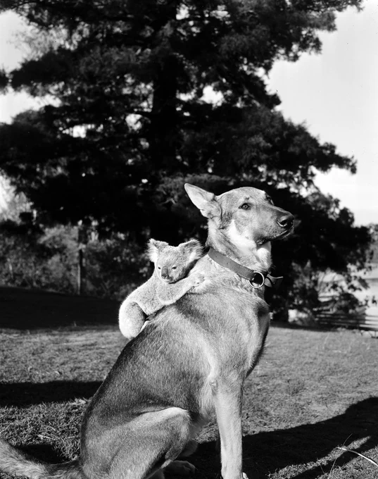 Black and white photograph of a dog with a koala on its back, 1953