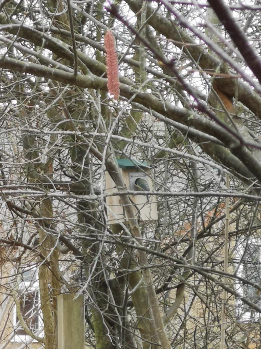 Blue tit checking out the new nest box!