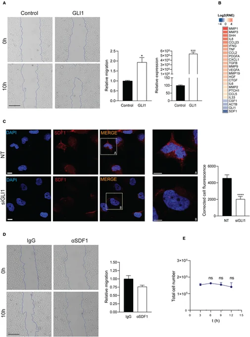 GLI1 regulates SDF1 expression in CAFs to promote pancreatic cancer cell migration.