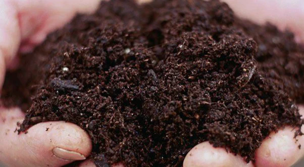 soil in hands (c) Francesca Yorke