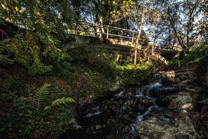 Photo of bridge over Strawberry Creek on the campus of the University of California, Berkeley. The creek is flowing past ferns on the bank of the waterway.