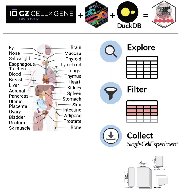 Cartoon of the structure, content and use of the CuratedAtlasQueryR API. It uses #CELLxGENE data, #DuckDB infrastructure, #tidyverse API