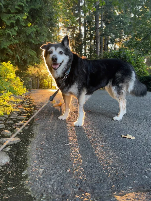 A side view of a black and white dog standing on a gravel road. She’s looking at the camera, smiling. The sun is setting behind her, creating an effect of a glowing halo surrounding her.