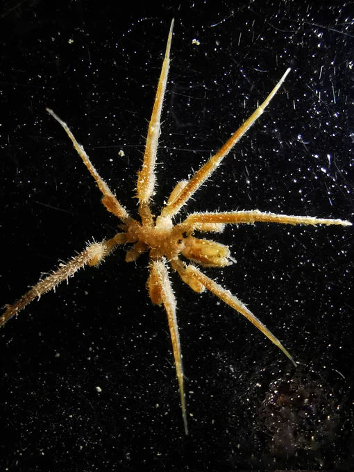 A sea spider, from the genus Nymphon, against a black background. It is a yellow colour, with hairy legs. 