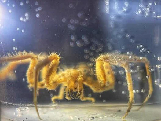 A front view of a Nymphon sea spider