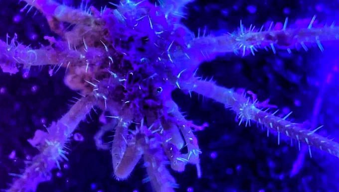 A Nymphon sea spider under UV light. The light makes the hairs on its leg stand out compared to the rest of its body 