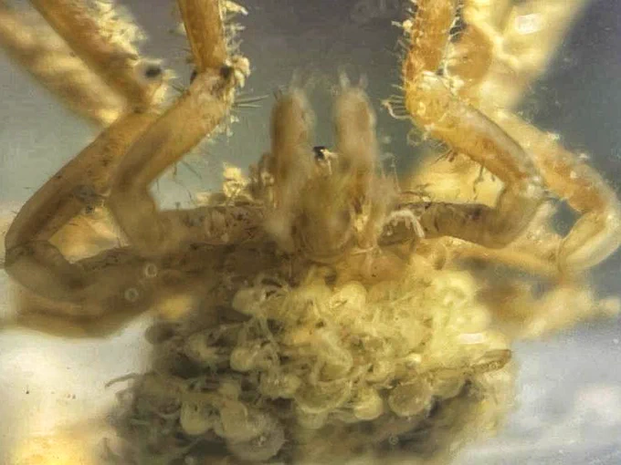 A male Nymphon sea spider, carrying round a large brood of larvae on its underside 