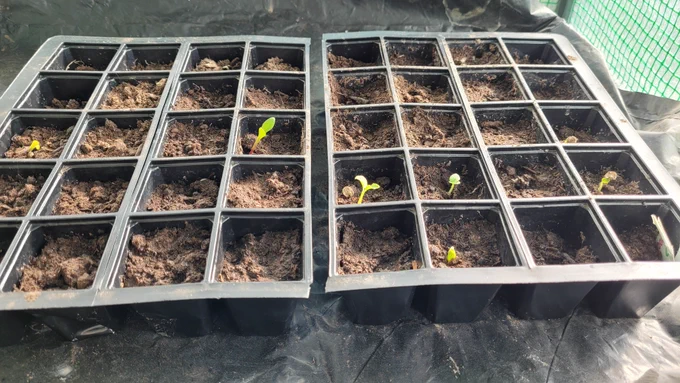 Seedling tray with small sprouting seeds