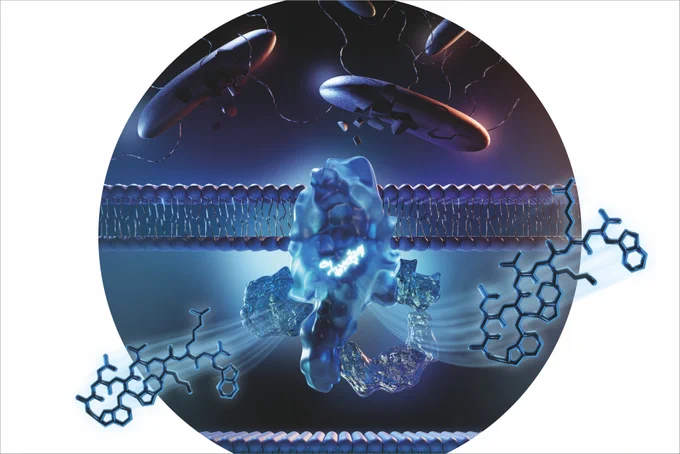  Artistic representation of darobactin 22 IMAGE: HIPS/HZI 