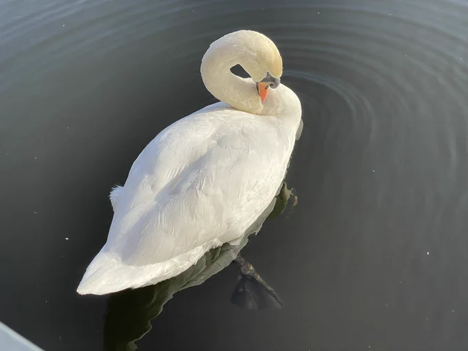 Mute swan