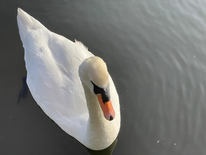 Mute swan