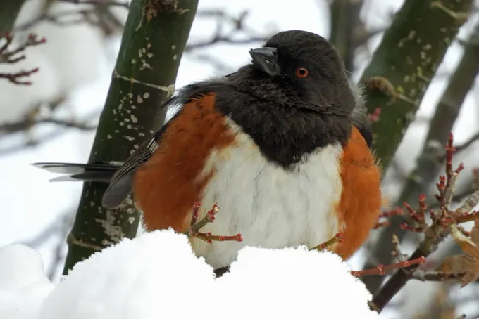 A large sparrow with rufous sides and a black head and neck looks out of one eye towards the camera while atop a brnach covered in snow.