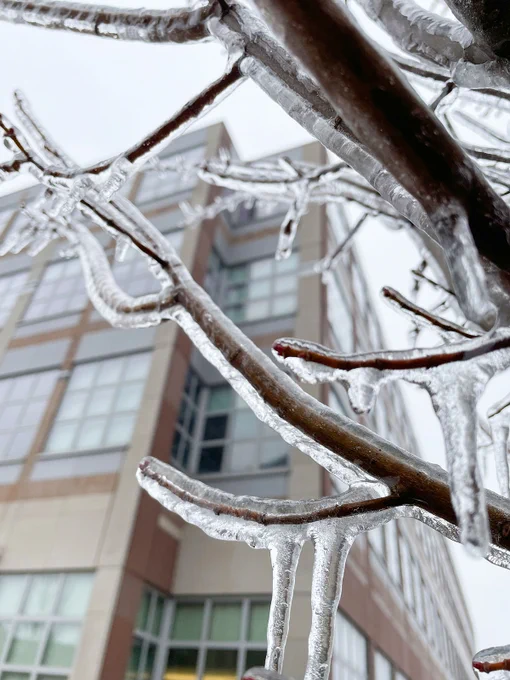Ice-coated branches in the foreground with the LSI building in the background