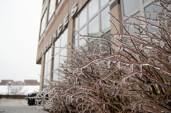 Ice-coated shrubs outside of Mary Sue Coleman Hall
