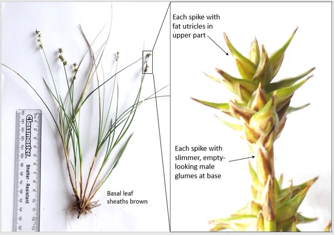 Sedge specimen, shown with scale and with identifying features annotated