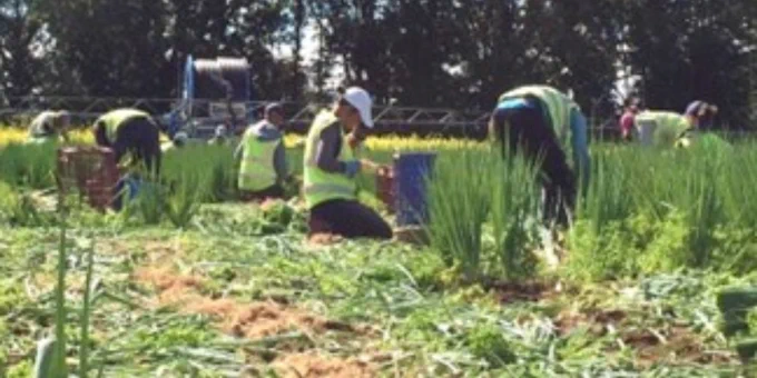 Horticultural workers in the UK; photo by Hannah Pitt.