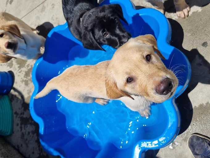 A yellow and black Seeing Eye Dogs pups in training in a paddle pool