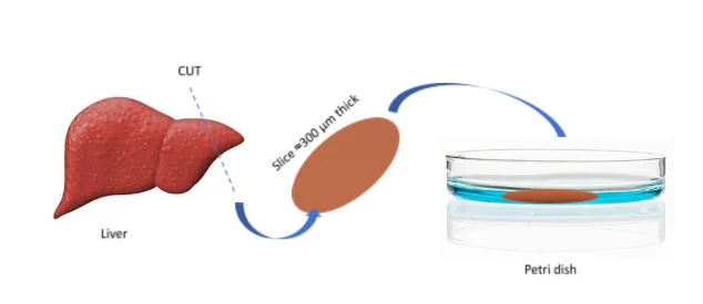 Source: https://blog.biobide.com/ex-vivo-vs-in-vitro-understand-the-difference