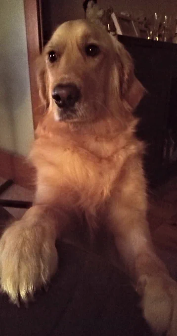 Panko the golden retriever is sitting, with his feet on the side of a recliner. He has a serious look on his face