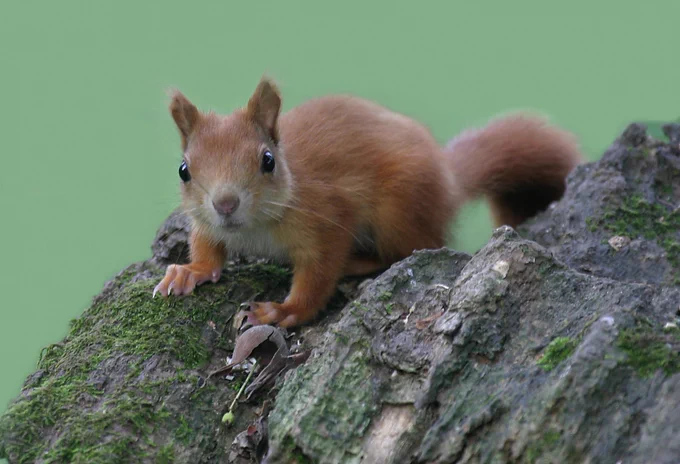 Red squirrel looking at camera. Credit Darin Smith