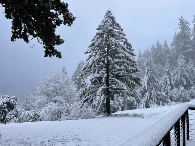 View of a very snowy day, with a redwood tree weighted down with heavy snow.  
