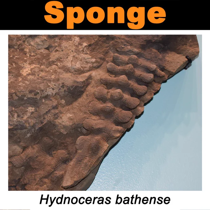 Image of Sponge Specimen Hydnoceras bathense
