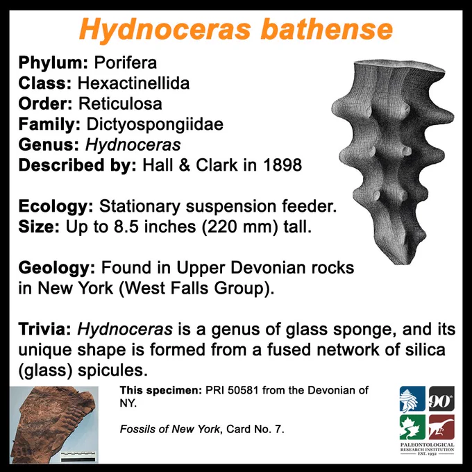 Facts about Hydnoceras bathense