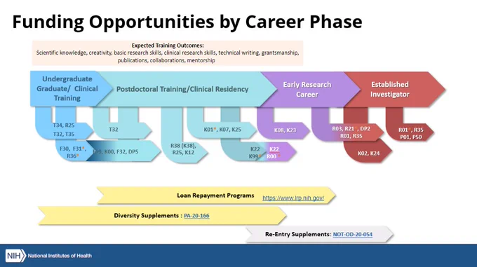 Funding opportunities by career phase infographic, showing undergrad (T34, F30 and others), postdoc (T32, K01 and others), early research career (K08, R03 and others) Established Investigator (R01, K02 and others). loan repayment programs, diversity supplements, and re-entry supplements available throughout most stages.