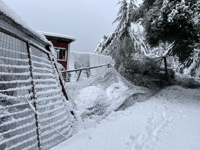 A view of the entire fence and gate collapsed inward, covered in snow, and with a giant tree branch on top of it.  