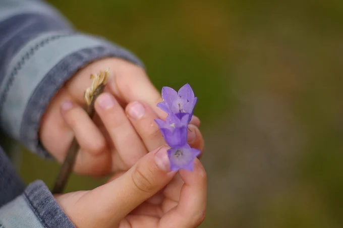 A young child examining a flower during an outdoor literacy lesson.