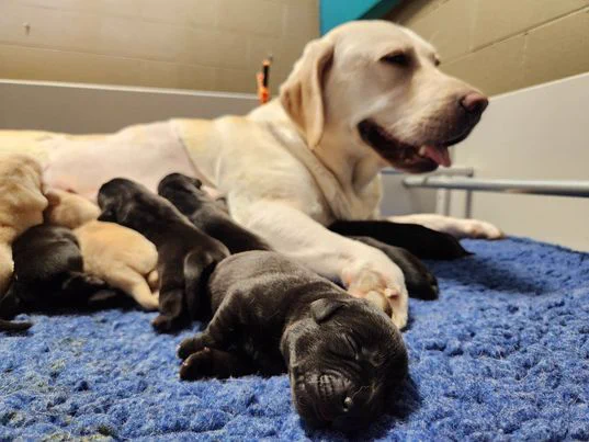 A mum dog smiling widely while her litter rests and feeds around her.
