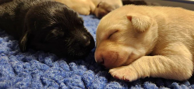 Two pups resting together, touching noses.