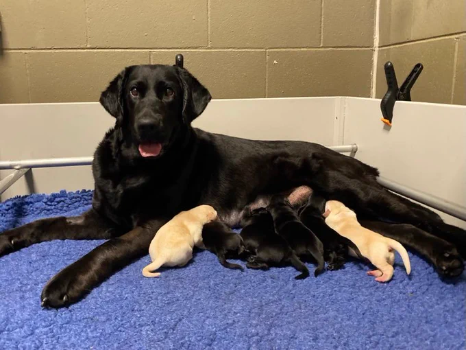 A mum looking very happy as her litter feeds.