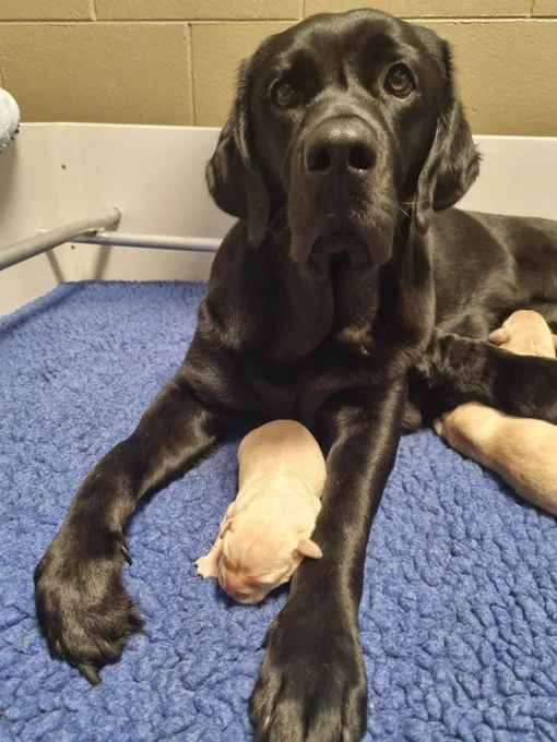 One of the mumma's looking solemn while her pup sleeps next to her.