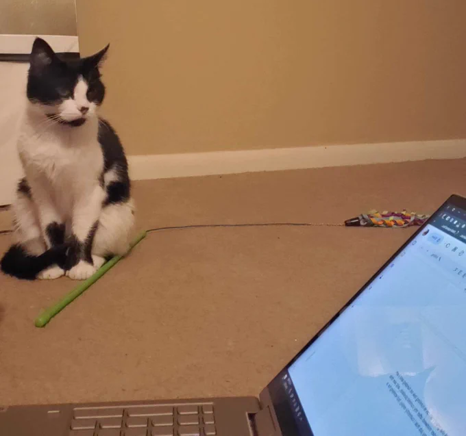 a black and white cat looks on a computer with an in-progress cover letter, supervising