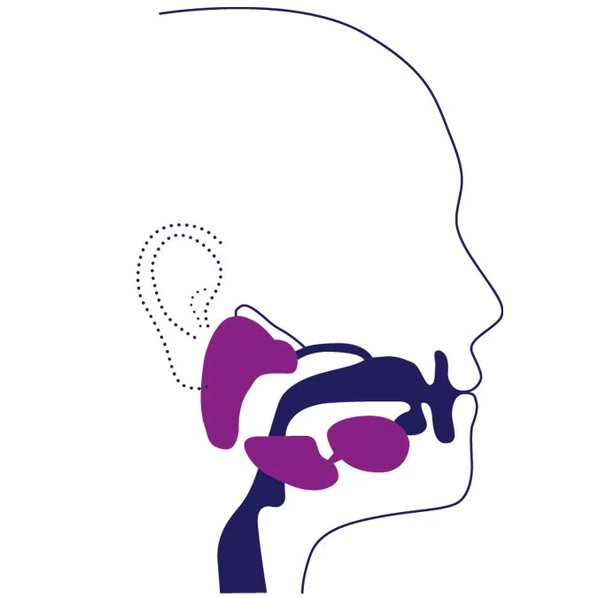 Illustration of the saliva glands.