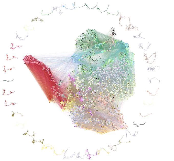 Diagram of network connectivity of a maggot brain, with neuron skeletons drawn on the border
